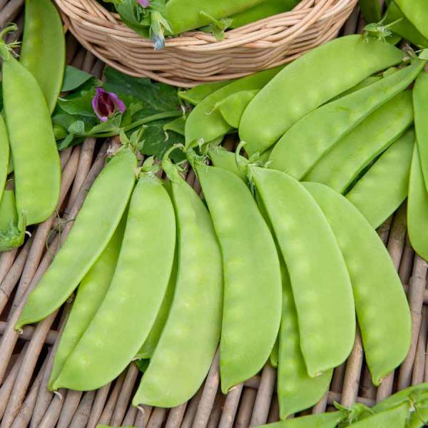 Légumes Secs - Pois Mangetout Carouby de Maussane - 20 m - face recto